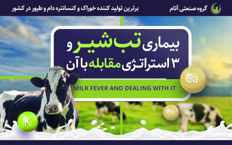 تب شیر در گاو و راههای مقابله با آن
